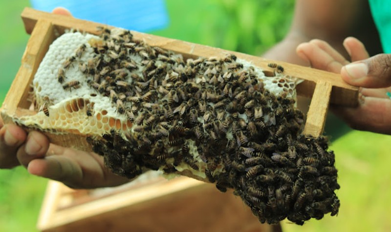 Honey Bee Farm