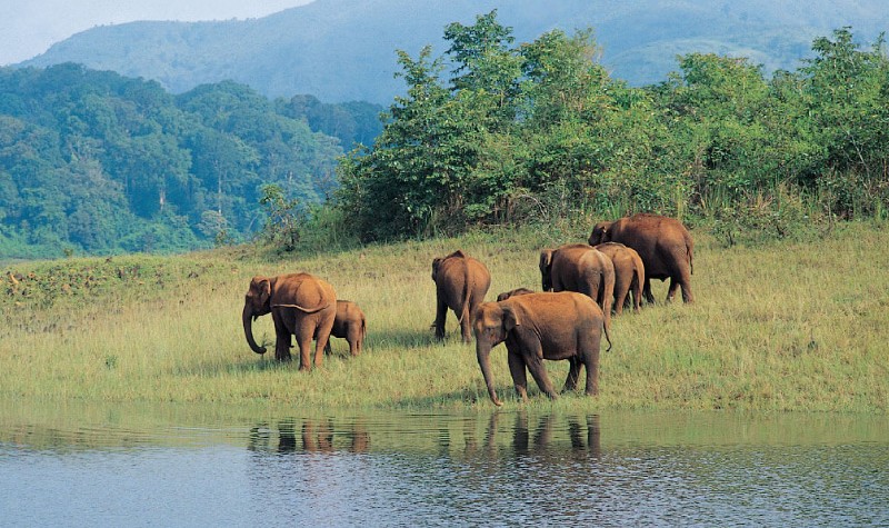 Periyar Wildlife Sanctuary